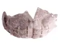 Pare-boue Arrière Droite Citan II Nissan Townstar Renault Kangoo III 767481289R